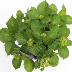 Hortensia Blauw (Hydrangea 'Forever&Ever') 11 Hortensia Blauw (Hydrangea 'Forever&Ever') -Green Roots Exporteren Winkel hydrangea forever ever blue boven bewerkt 1