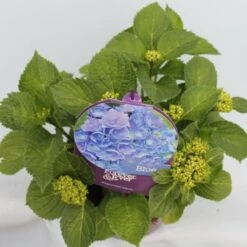 Hortensia Blauw (Hydrangea 'Forever&Ever') 10 Hortensia Blauw (Hydrangea 'Forever&Ever') -Green Roots Exporteren Winkel hydrangea forever ever blue hoek bewerkt 1