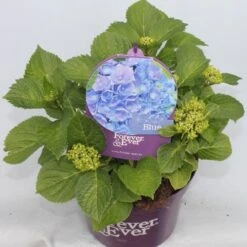 Hortensia Blauw (Hydrangea 'Forever&Ever') -Green Roots Exporteren Winkel hydrangea forever ever blue voor bewerkt