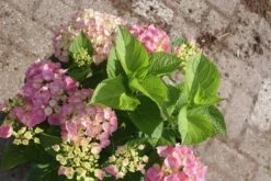 Hortensia Roze (Hydrangea 'Forever&Ever' Pink) -Green Roots Exporteren Winkel hydrangea forever ever pink 1 1