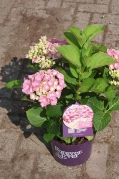 Hortensia Roze (Hydrangea 'Forever&Ever' Pink) -Green Roots Exporteren Winkel hydrangea forever ever pink 3 1