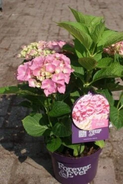Hortensia Roze (Hydrangea 'Forever&Ever' Pink) -Green Roots Exporteren Winkel hydrangea forever ever pink 4 1
