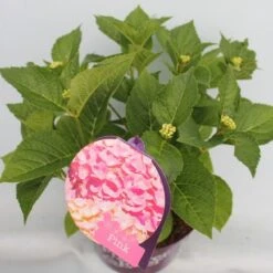 Hortensia Roze (Hydrangea 'Forever&Ever' Pink) -Green Roots Exporteren Winkel hydrangea forever ever pink hoek bewerkt 1