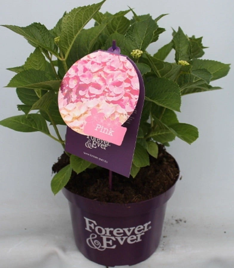 Hortensia Roze (Hydrangea 'Forever&Ever' Pink) 5 Hortensia Roze (Hydrangea 'Forever&Ever' Pink) - Afbeelding 5