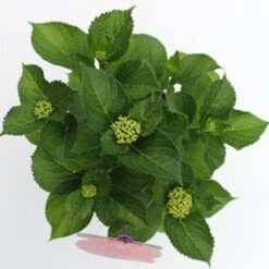 Hortensia Rood (Hydrangea 'Forever&Ever') -Green Roots Exporteren Winkel hydrangea forever ever red boven bewerkt 1