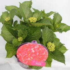 Hortensia Rood (Hydrangea 'Forever&Ever') -Green Roots Exporteren Winkel hydrangea forever ever red hoek bewerkt 1