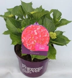 Hortensia Rood (Hydrangea 'Forever&Ever') -Green Roots Exporteren Winkel hydrangea forever ever red voor bewerkt 1