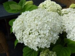 Hortensia (Hydrangea 'Strong Annabelle') 25 Hortensia (Hydrangea 'Strong Annabelle') -Green Roots Exporteren Winkel hydrangea incrediball bloem