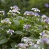Hortensia (Hydrangea Involucrata)
