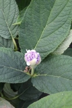 Hortensia (Hydrangea Involucrata) -Green Roots Exporteren Winkel hydrangea involucrata 5