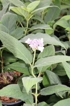 Hortensia (Hydrangea Involucrata) -Green Roots Exporteren Winkel hydrangea involucrata 2