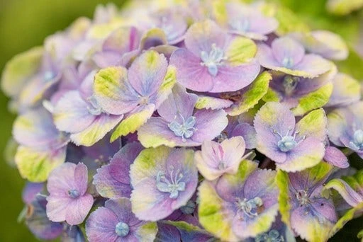 Hortensia (Hydrangea 'Magical Jewel Blue') 1 Hortensia (Hydrangea 'Magical Jewel Blue')