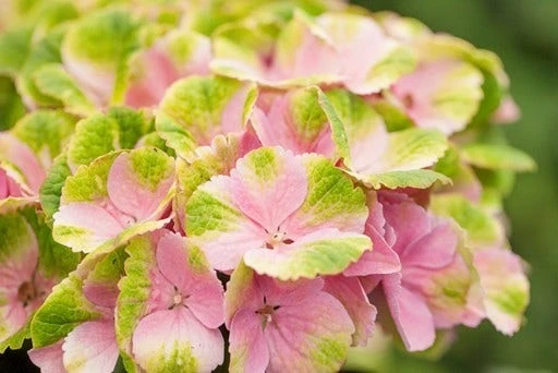 Hortensia (Hydrangea 'Magical Jewel Pink') 1 Hortensia (Hydrangea 'Magical Jewel Pink')