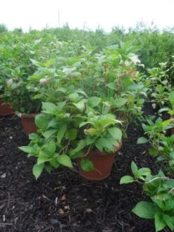 Hortensia (Hydrangea Macrophylla 'Soeur Therese') -Green Roots Exporteren Winkel hydrangea macrophylla soeur therese c50 1