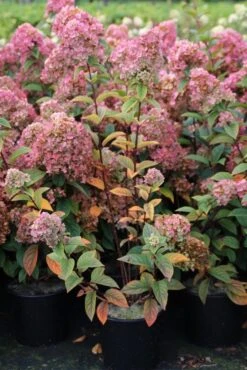 Pluimhortensia (Hydrangea Paniculata 'Sundae Fraise') 12 Pluimhortensia (Hydrangea Paniculata 'Sundae Fraise') -Green Roots Exporteren Winkel hydrangea pan sundae fraise 3 2.5 frank elst