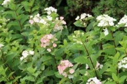 Pluimhortensia (Hydrangea Paniculata 'Dart's Little Dot') -Green Roots Exporteren Winkel hydrangea paniculata darts little dot 3