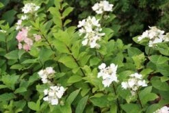 Pluimhortensia (Hydrangea Paniculata 'Dart's Little Dot') -Green Roots Exporteren Winkel hydrangea paniculata darts little dot 4