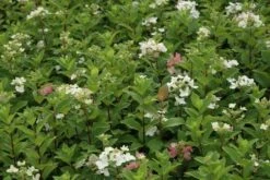 Pluimhortensia (Hydrangea Paniculata 'Dart's Little Dot') -Green Roots Exporteren Winkel hydrangea paniculata darts little dot 7