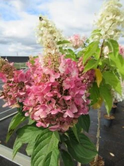 Pluimhortensia Op Stam (Hydrangea Paniculata 'Pinky Winky') -Green Roots Exporteren Winkel hydrangea paniculata pinky winky 2 1 1