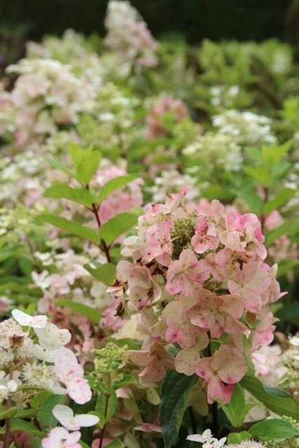 Pluimhortensia (Hydrangea Paniculata 'Unique') 6 Pluimhortensia (Hydrangea Paniculata 'Unique') - Afbeelding 6