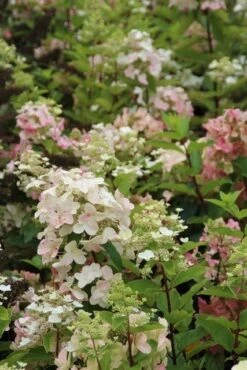 Pluimhortensia (Hydrangea Paniculata 'Unique') -Green Roots Exporteren Winkel hydrangea paniculata unique 3