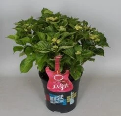 Hortensia Pink Pop (Hydrangea 'Music Collection') -Green Roots Exporteren Winkel hydrangea pink pop c5 3