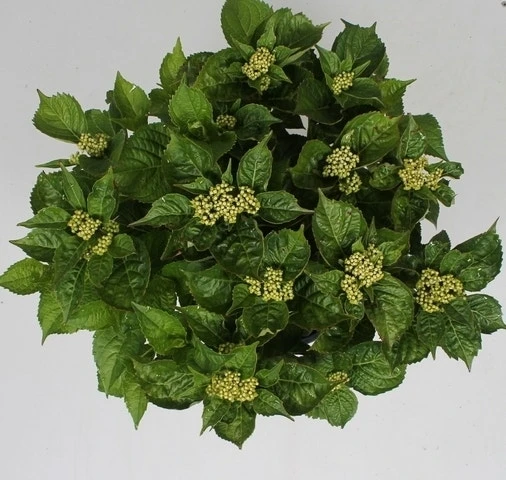 Hortensia Pink Pop (Hydrangea 'Music Collection') 2 Hortensia Pink Pop (Hydrangea 'Music Collection') - Afbeelding 2