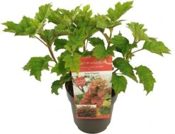 Eikenbladhortensia (Hydrangea Quercifolia 'Ruby Slippers') -Green Roots Exporteren Winkel hydrangea que. ruby slippers c3