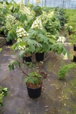 Eikenbladhortensia (Hydrangea Quercifolia) -Green Roots Exporteren Winkel hydrangea quercifolia