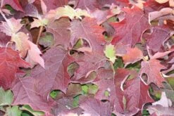 Eikenbladhortensia (Hydrangea Quercifolia) -Green Roots Exporteren Winkel hydrangea quercifolia 1