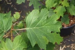 Eikenbladhortensia (Hydrangea Quercifolia) -Green Roots Exporteren Winkel hydrangea quercifolia 4