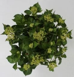 Hortensia Red Reggae (Hydrangea 'Music Collection') 6 Hortensia Red Reggae (Hydrangea 'Music Collection') -Green Roots Exporteren Winkel hydrangea red reggae c5 4