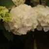Hortensia (Hydrangea Macrophylla 'Schneeball')