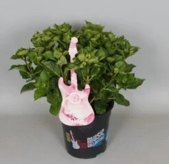 Hortensia Soft Pink Salsa (Hydrangea 'Music Collection') -Green Roots Exporteren Winkel hydrangea soft pink salsa c5 3 2