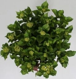Hortensia Soft Pink Salsa (Hydrangea 'Music Collection') -Green Roots Exporteren Winkel hydrangea soft pink salsa c5 4 2