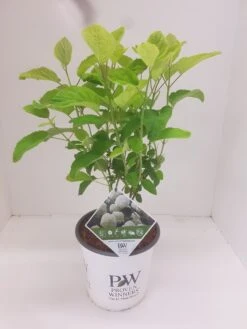 Hortensia (Hydrangea 'Strong Annabelle') 22 Hortensia (Hydrangea 'Strong Annabelle') -Green Roots Exporteren Winkel hydrangea strong annabel