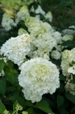 Pluimhortensia (Hydrangea Paniculata 'Sundae Fraise') 15 Pluimhortensia (Hydrangea Paniculata 'Sundae Fraise') -Green Roots Exporteren Winkel hydrangea sundae fraise 03