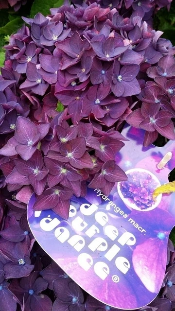 Hortensia Deep Purple Dance (Hydrangea 'Music Collection') 2 Hortensia Deep Purple Dance (Hydrangea 'Music Collection') - Afbeelding 2