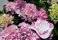 Hortensia Soft Pink Salsa (Hydrangea 'Music Collection') -Green Roots Exporteren Winkel hydrangeasoftpinksalsa01 1 2