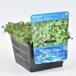 Waternavel (Hydrocotyle Novae-zealandiae) -Green Roots Exporteren Winkel hydrocotyle nova zealandiae 18x18 20180403224236