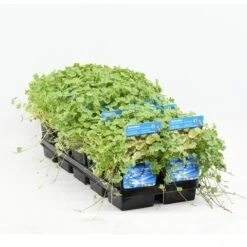 Bonte Waternavel (Hydrocotyle Sib. 'Variegata') -Green Roots Exporteren Winkel hydrocotyle sib. var. 20180424214355