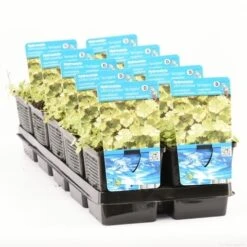 Bonte Waternavel (Hydrocotyle Sib. 'Variegata') -Green Roots Exporteren Winkel hydrocotyle sib. var. t