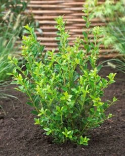 Japanse Hulst (Ilex Maximowicziana 'Kanehirae')