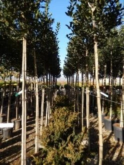 Hulst Als Boom (Ilex 'Nellie R. Stevens') -Green Roots Exporteren Winkel ilex a. nellie r. stevens 8 10 2 3
