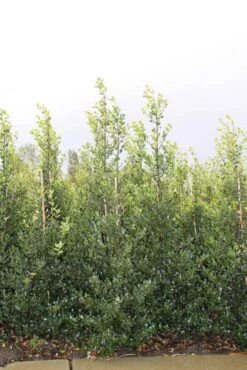 Hulst (Ilex Aquifolium 'Alaska') -Green Roots Exporteren Winkel ilex a alaska 150 175