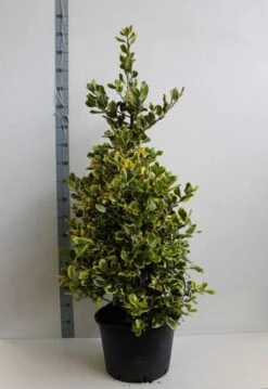 Hulst (Ilex Altaclerensis 'Golden King') 7 Hulst (Ilex Altaclerensis 'Golden King') -Green Roots Exporteren Winkel ilex a golden king 100 125 cm co. 25 kopie kopie 1 1