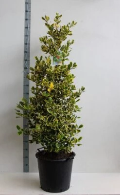 Hulst (Ilex Altaclerensis 'Golden King') 8 Hulst (Ilex Altaclerensis 'Golden King') -Green Roots Exporteren Winkel ilex a golden king 125 150 cm 30l kopie kopie 1 1