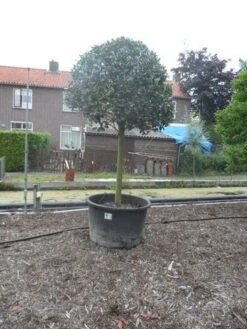 Hulst Op Stam (Ilex Aquifolium) -Green Roots Exporteren Winkel ilex aquifolium halfstam 30 35 1