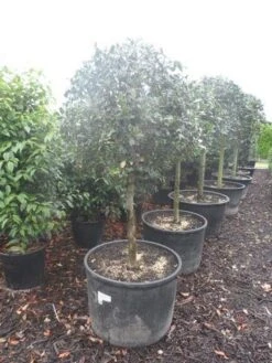 Hulst Op Stam (Ilex Aquifolium) -Green Roots Exporteren Winkel ilex aquifolium halfstam c130 150 1