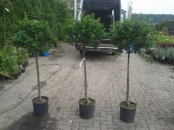 Hulst Op Stam (Ilex Aquifolium) -Green Roots Exporteren Winkel ilex aquifolium op stam